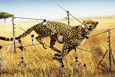 My Canon Photograph   Cheetah Running [HD1080P] Wallpapers Download ...