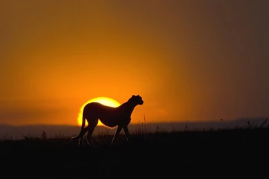 Cheetah Sunset Desktop Wallpapers