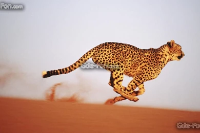 347447_gepard_pustynya_zhara_pesok_beg_1920x1080_www.Gde Fon.com.jpg