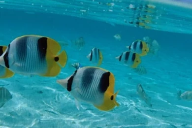 Half Under Water iPhone 5 Wallpapers