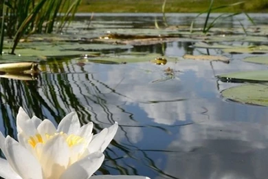 Water Lily Floating On Lake iPhone 5 Wallpapers
