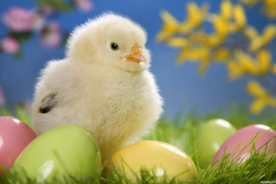 58 Animals Wallpapers Free Download &ndash; HD Wallpapers Animals ...