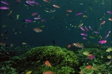 iPhone Wallpapers: 30+ Spectacular iPhone Wallpapers