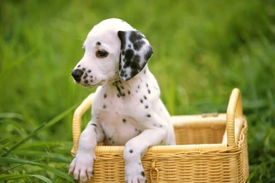 Free Wallpapers   Free Animal Wallpapers   Dalmatian Wallpapers ...