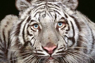 Free Animal Wallpapers Of Tiger Free Wallpapers World   Resimkoy