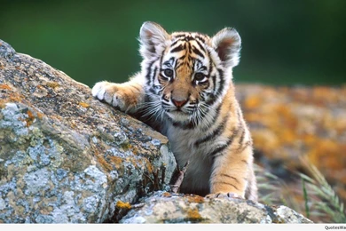 Baby animal hd wallpaper for desktop free download 1.jpg