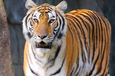 Animal Wallpapers Free WI15