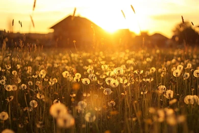 Sunset Field HD Wallpapers