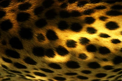 Cheetah Wallpapers « Animal Spot