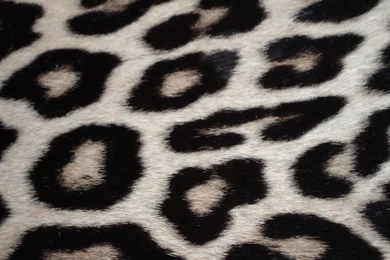 Black And White Cheetah Print Backgrounds Wallpapers   81128