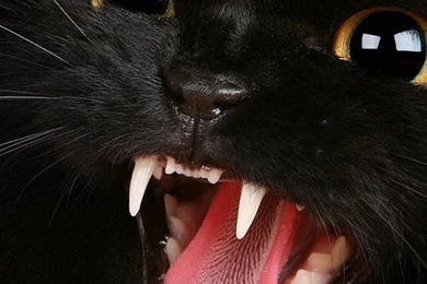 Wallpapers Iphone 5 S Angry Cat Black 640 X 1136   640 X 1136 ...