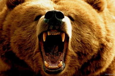 Terrific Animal Wallpapers