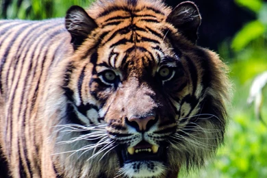 Angry tiger wallpapers.jpg