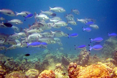 Wallpapers Rivers 1024x768