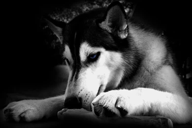 Angry Dog Wallpapers