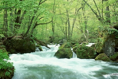 YouWall Forest River Wallpapers Wallpaper,wallpapers,free ...