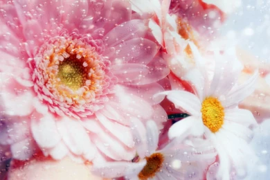 Flowers For Desktop Backgrounds   Wallpapers Cave