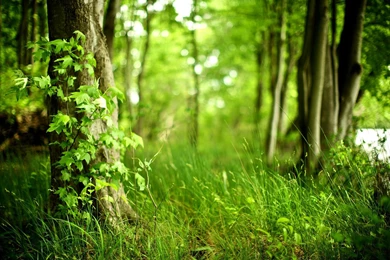 Wallpapers Of Green Forest 1885 HDWPro