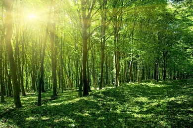 Green Forest 1680x1050 Wallpapers, 1680x1050 Wallpapers & Pictures ...