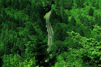 Wallpapers Title: Road Through Thee Green Forest Nature Wallpapers HD