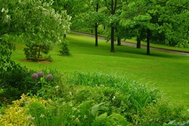 Green Forest Wallpapers   Colors Wallpapers (34511434)   Fanpop