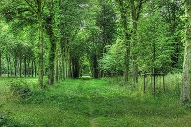 Green Forest Wallpapers Wallpapers Cave