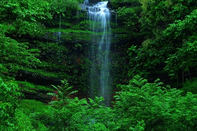 Green Forest Best Wallpaper Images