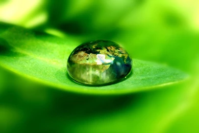 Green Forest Wallpapers   Colors Wallpapers (34511436)   Fanpop