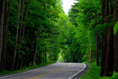 Green Forest – BUZZERG