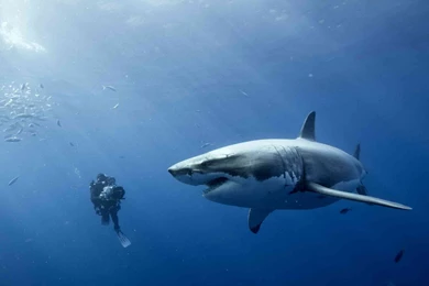 Great White Shark