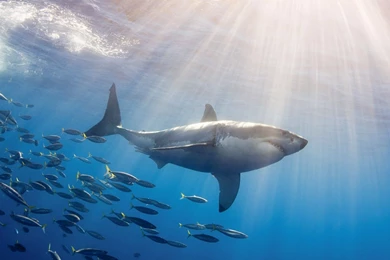 Great White Shark Wallpapers HD   Wallpapers Cave