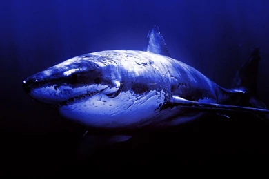 Great White Shark Wallpapers   Wallpapers Cave
