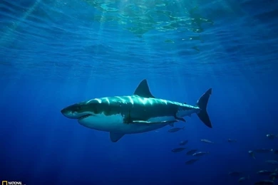 Great White Shark National Geographic Wallpapers   54497