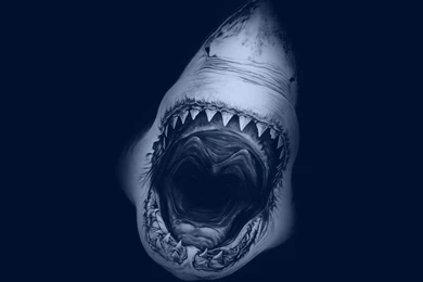 1280x1024 Great White Shark Desktop PC And Mac Wallpapers