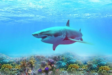 Great White Shark Uhd Wallpapers   Ultra High Definition ...