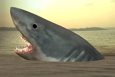 Great White Shark Wallpapers