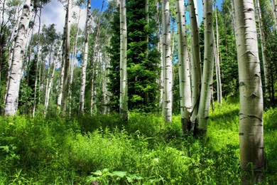 Green Forest Wallpapers Photography Wallpapers