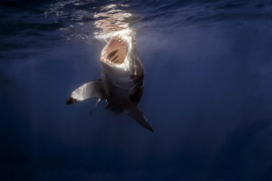 GREAT WHITE SHARK WALLPAPER   (
