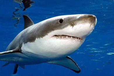 Quality Shark Pictures Great White On Animal Picture Society