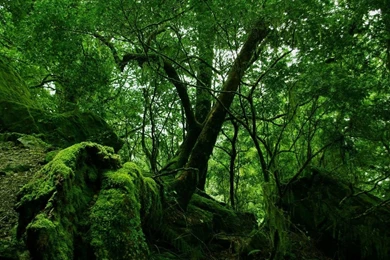 1280x1024 Green Forest Vegetation Desktop PC And Mac Wallpapers
