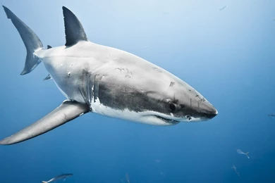 Great White Shark   Simply Wallpapers   Just Choose And Download