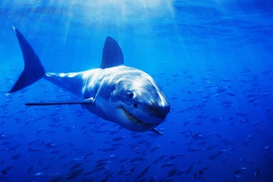 Great White Shark HD Wallpapers High Quality