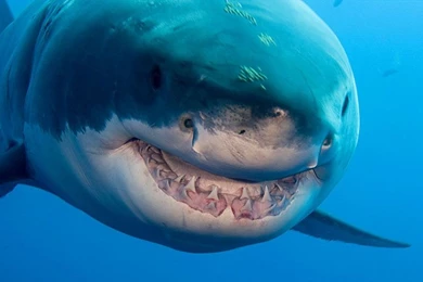 Great White Shark's Teeth   Wallpaper.