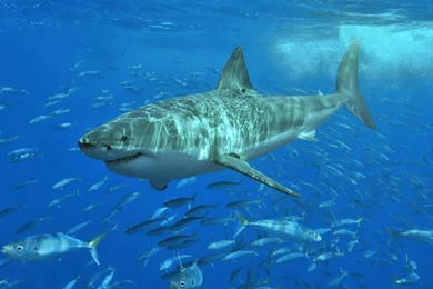 Great White Shark Photos And Wallpapers. Nice Great White Shark ...
