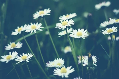 White Daisies Desktop Wallpaper, White Daisies Images, New Wallpapers