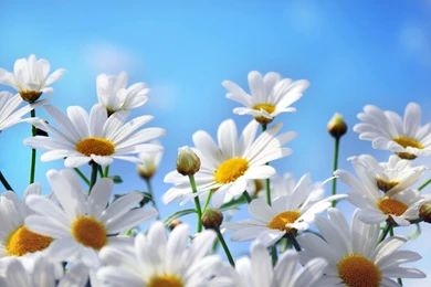 White Daisies HD Wallpapers