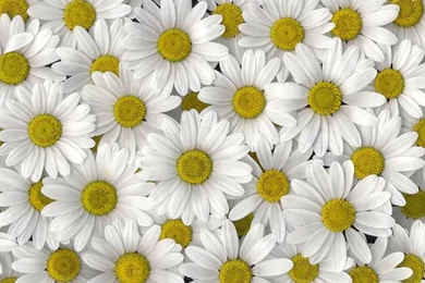 White Daisies Desktop Wallpaper, White Daisies Images, New Wallpapers