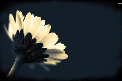 White Daisy Wallpapers   Flower Wallpapers