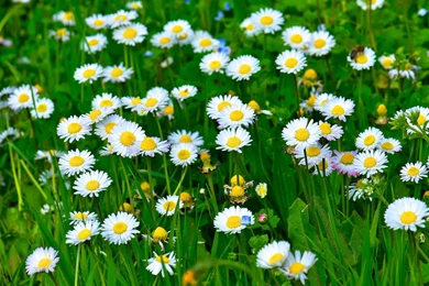White Daisy Flowers, Grass, Leaves, Green Wallpapers