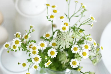 Daisy Flower Wallpapers   Wallpapers Cave